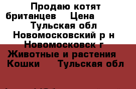 Продаю котят британцев. › Цена ­ 3 000 - Тульская обл., Новомосковский р-н, Новомосковск г. Животные и растения » Кошки   . Тульская обл.